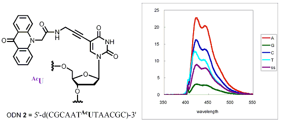 Publication image: Saito, Yoshio; Hanawa, Kazuo; Kawasaki, Naomi; Bag, Subhendu Sekhar and Saito, Isao. Acridone-labeled base-discriminating fluorescence (BDF) nucleoside: Synthesis and their photophysical properties. Chem. Lett. 35, 2006, 1182-1183