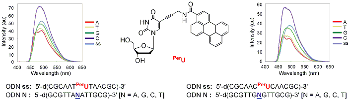 Publication image: Bag, Subhendu Sekhar; Saito, Yoshio; Hanawa, Kazuo; Kodate, Satoshi; Suzuka, Isamu and Saito, Isao. Intelligent fluorescent nucleoside in sensing cytosine base: Importance of hydrophobic nature of perylene fluorophore. Bioorg. Med. Chem. Lett. 16, 2006, 6338-6341