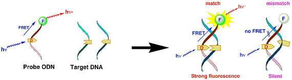 Publication image: Saito, Yoshio; Bag, Subhendu Sekhar; Kusakabe, Yuichi; Nagai, Chiharu; Matsumoto, Katsuhiko; Mizuno, Erika; Kodate, Satoshi and Suzuka, Isamu; Saito, Isao. Dual-labeled oligonucleotide probe for sensing adenosine via FRET: A novel alternative to SNPs genotyping. Chem. Commun. 21, 2007, 2133-2135