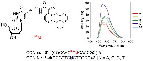 Publication image: Bag, Subhendu Sekhar; Saito, Yoshio; Hanawa, Kazuo; Hayasi, Keigo; Kodate, Satoshi; Suzuka, Isamu and Saito, Isao. Synthesis of perylene-labeled base-discriminating fluorescent (BDF) nucleoside and its fluorescence properties. Nucleic Acids Symp. Ser. 50, 2006, 179-180