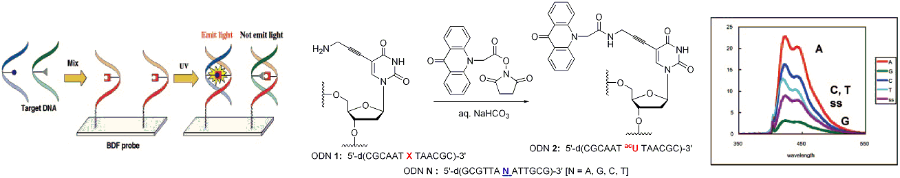 Publication image: Saito, Yoshio; Hanawa, Kazuo; Bag, Subhendu Sekhar; Motegi, Kaori and Saito, Isao. Synthesis and properties of acridone-labeled base-discriminating fluorescent (BDF) nucleosides. Nucleic Acids Symp. Ser. 50, 2006, 181-182