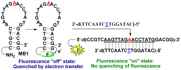 Publication image: Saito, Yoshio; Mizuno, Erika; Bag, Subhendu Sekhar; Suzuka, Isamu and Saito, Isao. Design of a novel G-quenched molecular beacon: A simple and efficient strategy for DNA sequence analysis. Chem. Commun. 43, 2007, 4492-4494 Highlited as Chemical Biology Research Article 2007, 12.