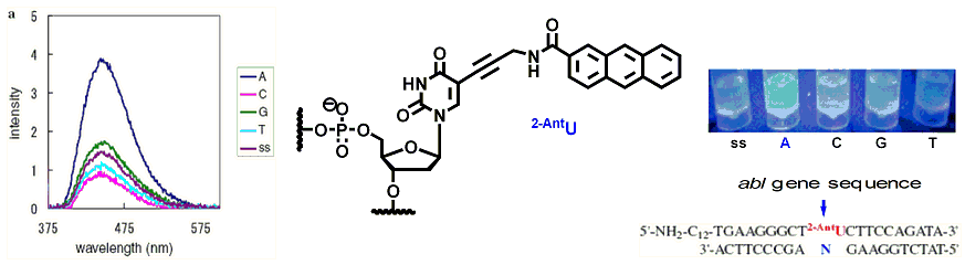 Publication image: Saito, Yoshio; Motegi, Kaori; Bag, Subhendu Sekhar and Saito, Isao. Anthracene based base-discriminating fluorescent oligonucleotide probes for SNPs typing: Synthesis and photophysical properties. Bioorg. Med. Chem. 16, 2008, 107-113