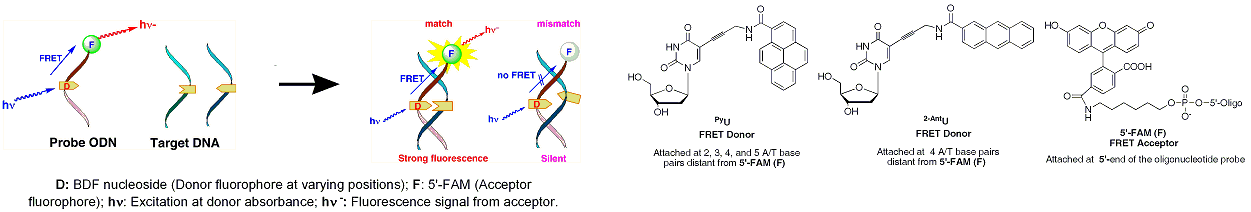 Publication image: Saito, Yoshio; Bag, Subhendu Sekhar; Kodate, Satoshi; Suzuka, Isamu and Saito, Isao. Design of dual-labeled oligonucleotide probes for SNPs genotyping. Nucleic Acids Symp. Ser. 51, 2007, 23-24
