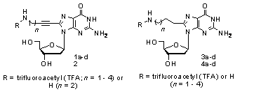 Publication image: Saito, Yoshio; Matsumoto, Katsuhiko; Bag, Subhendu Sekhar; Ogasawara, Shinji; Suzuka, Isamu and Saito, Isao. Synthesis of C8-alkylamino substituted 2'-deoxyguanosine. Nucleic Acids Symp. Ser. 51, 2007, 147-148
