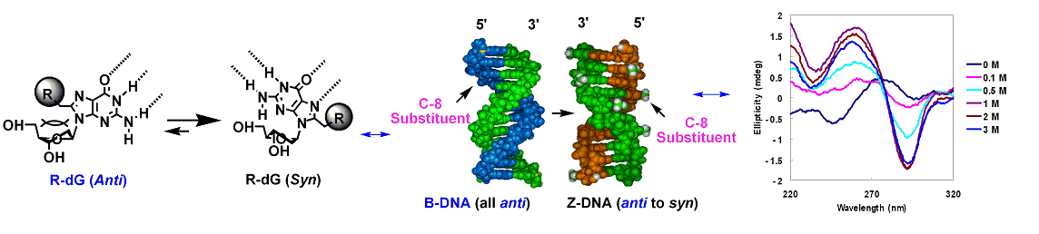 Publication image: Saito, Yoshio; Matsumoto, Katsuhiko; Bag, Subhendu Sekhar; Ogasawara, Shinzi; Fujimoto, Kenzo; Hanawa, Kazuo and Saito, Isao. C8-alkynyl-and alkylamino substituted 2′-deoxyguanosines: a universal linker for nucleic acids modification. Tetrahedron 64, 2008, 3578-3588