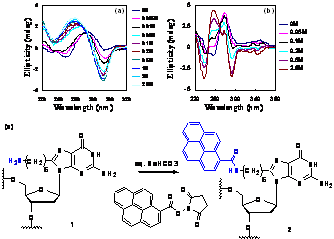 Publication image: Saito, Yoshio; Matsumoto, Katsuhiko; Bag, Subhendu Sekhar; Misawa, Akihiro and Saito, Isao. Fluorometric sensing of conformational switching of DNA; The use of fluorescence labeled C8-alkylamino substituted 2′-deoxyguanosine. Nucleic Acids Symp. Ser. 52, 2008, 357-358