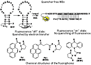 Publication image: Saito, Yoshio; Numajiri, Kyoko; Bag, Subhendu Sekhar; Mizuno, Erika and Saito, Isao. Design of an efficient self-quenched molecular beacon for SNPs genotyping. Nucleic Acids Symp. Ser. 52, 2008, 359-360