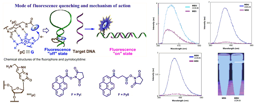 Publication image: Saito, Yoshio; Shinohara, Yuta; Bag, Subhendu Sekhar; Takeuchi, Yoshiki; Matsumoto, Katsuhiko and Saito, Isao. Ends free and self-quenched molecular beacon with pyrene labeled pyrrolocytidine in the middle of the stem. Tetrahedron 65, 2009, 934-939