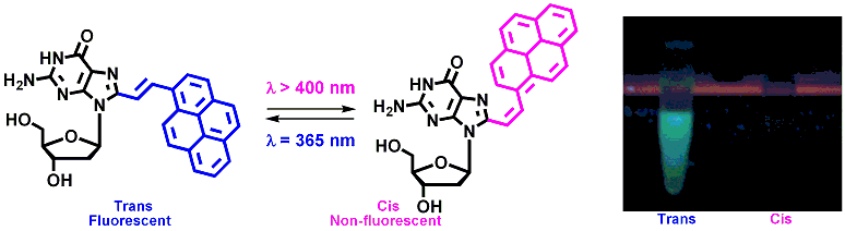 Publication image: Saito, Yoshio; Matsumoto, Katsuhiko; Takeuchi, Yoshiki; Bag, Subhendu Sekhar; Kodate, Satoshi; Morii, Takashi and Saito, Isao. Fluorescence switching of photochromic vinylpyrene-substituted 2′-deoxyguanosine. Tetrahedron Lett. 50, 2009, 1403-1406