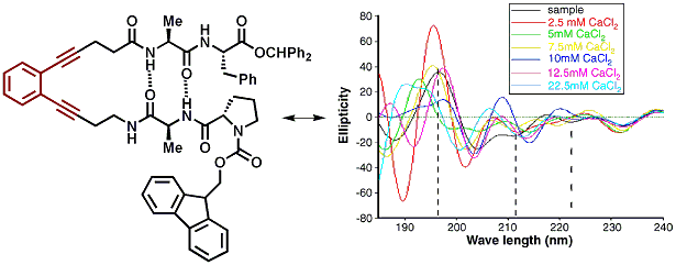 Publication image: Basak, Amit; Bag, Subhendu Sekhar and Basak, Ajoy. Design and synthesis of a novel enediynyl pentapeptide with predominantly β-turn structural motif and its potential as a fluorescence-based chemosensor. Bioorg. Med. Chem. 13, 2005, 4096-4102