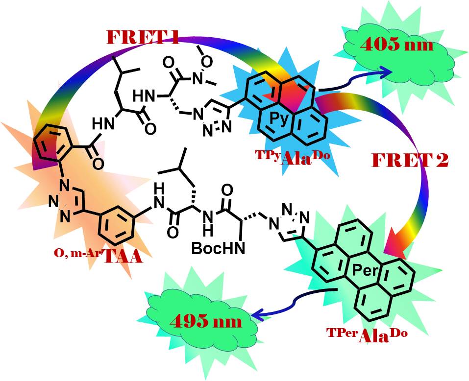 Publication image: Bag,* Subhendu Sekhar and Yashmeen, Afsana. A relay FRET event in a designed trichromophoric pentapeptide containing an o-, m-aromatic-amino acid scaffold. Chem. Commun. 54, 2018, 9765-9768