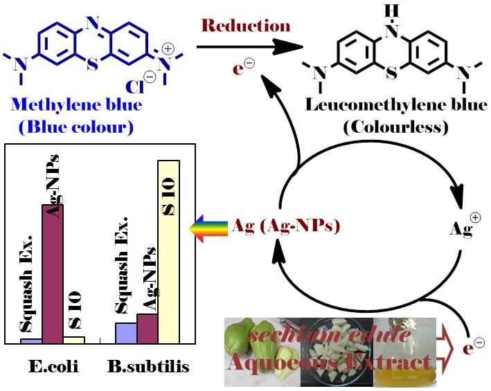 Publication image: Bag,* Subhendu Sekhar; Banerjee, Ankita; Singh, Anu; Goldar, Animes and Bora, Anupama. Green Synthesis of Silver Nanoparticle using Sechium edule Aqueous Extract and Study of Antimicrobial and Catalytic Activity. Curr. Nanomater. 3, 2018, 140-146