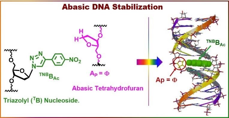 Genetic Alphabet Expansion