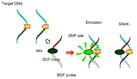 SNP Genotyping