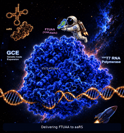 Genetic code expansion